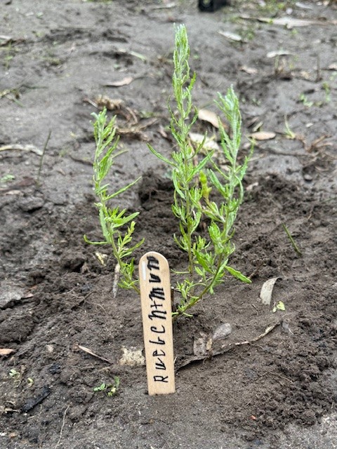 /uploaded_files/media/gallery/1753929004Planting 4.jpg